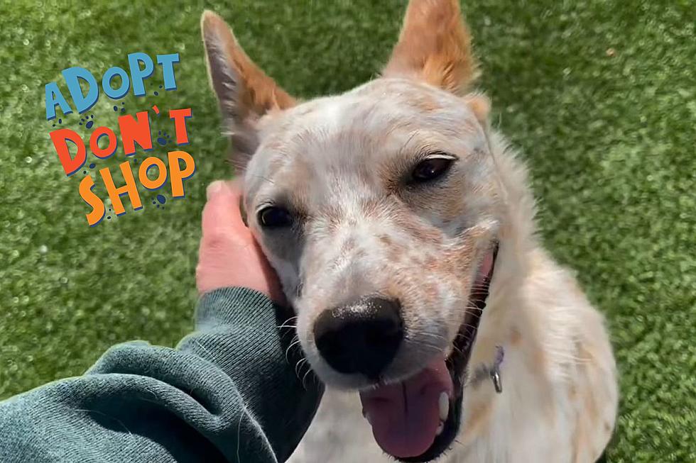 ‘Happy & Zoomie’ Dog Up for Adoption at Indiana Shelter
