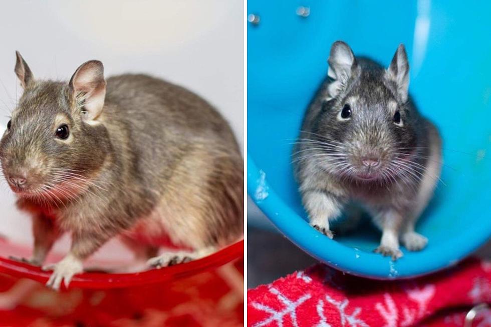 Pair of Adorable Degus Up for Adoption at the VHS
