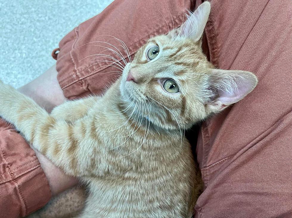 Sour Patch Kitten Looking for His Forever Home at Southern Indiana Shelter