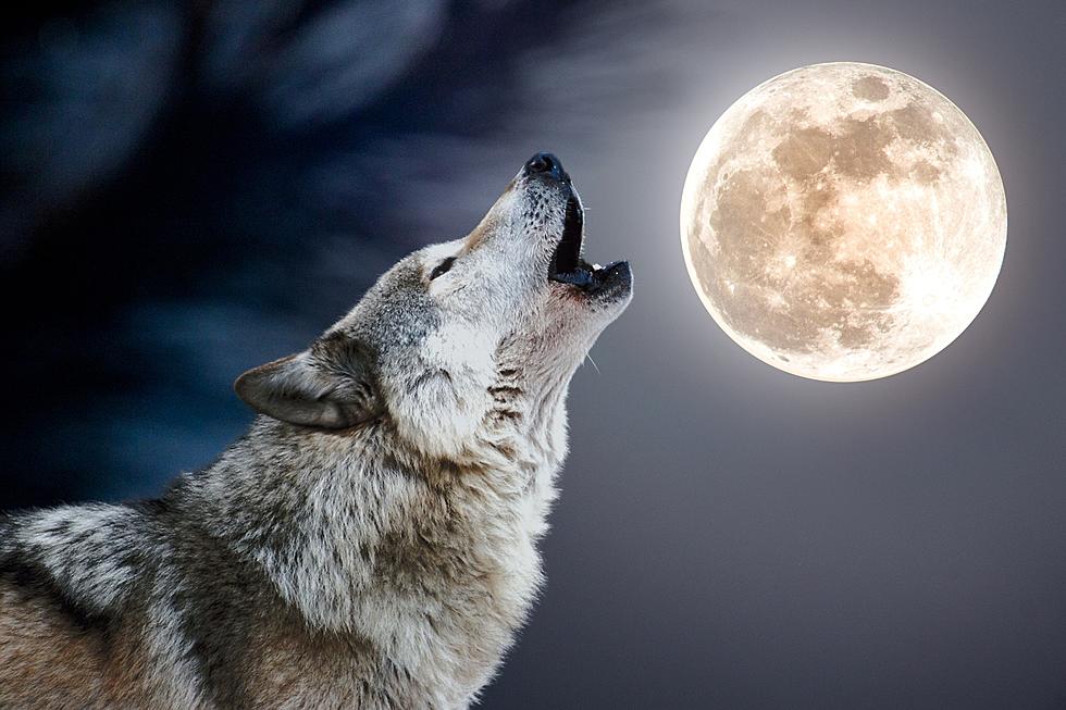 The First Full Moon of 2024 is January’s Wolf Moon, Here’s When to See it Over Indiana and Kentucky