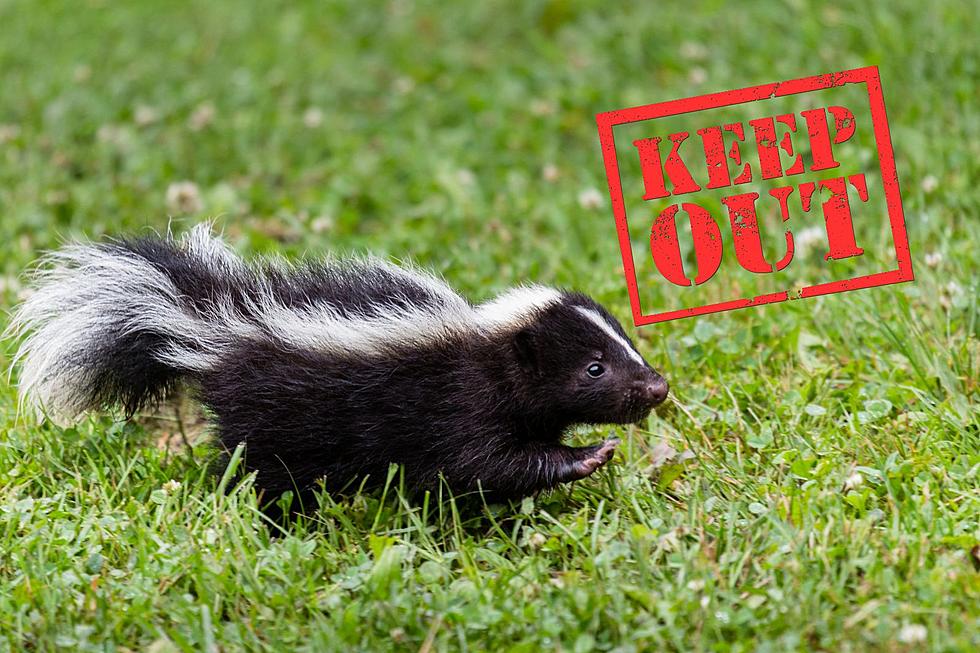 How to Keep Skunks Out of Your Indiana Yard