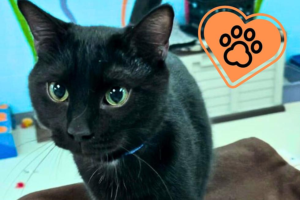 Evansville Shelter Looking for a Home for Adorable Black Cat 