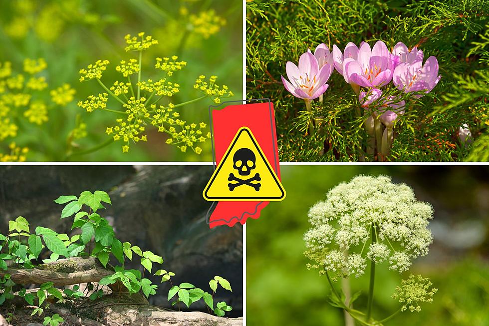 These 11 Poisonous Plants Found in Indiana Are Very Dangerous