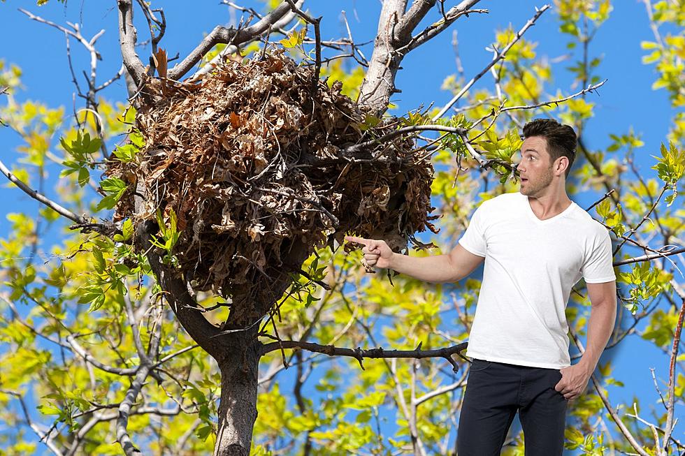 Ball Of Leaves in Your Indiana Tree Isn&#8217;t a Bird&#8217;s Nest