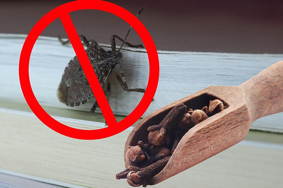 This Common Kitchen Spice Can Help Keep Stink Bugs Out of Your House