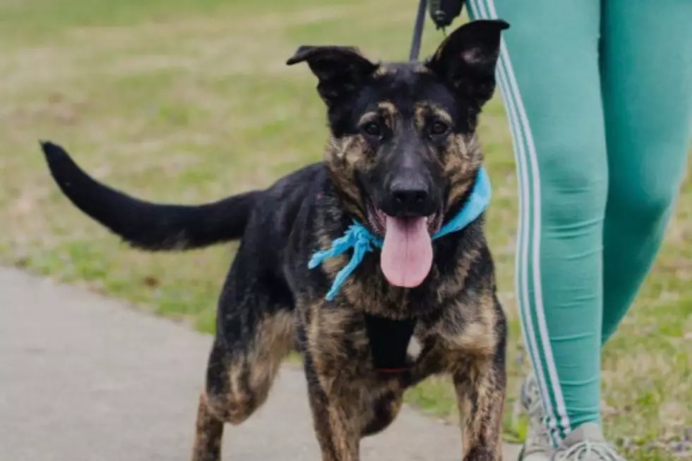 Meet Muddy a Sweet Pup who Loves Hugs is Looking for his Forever Home