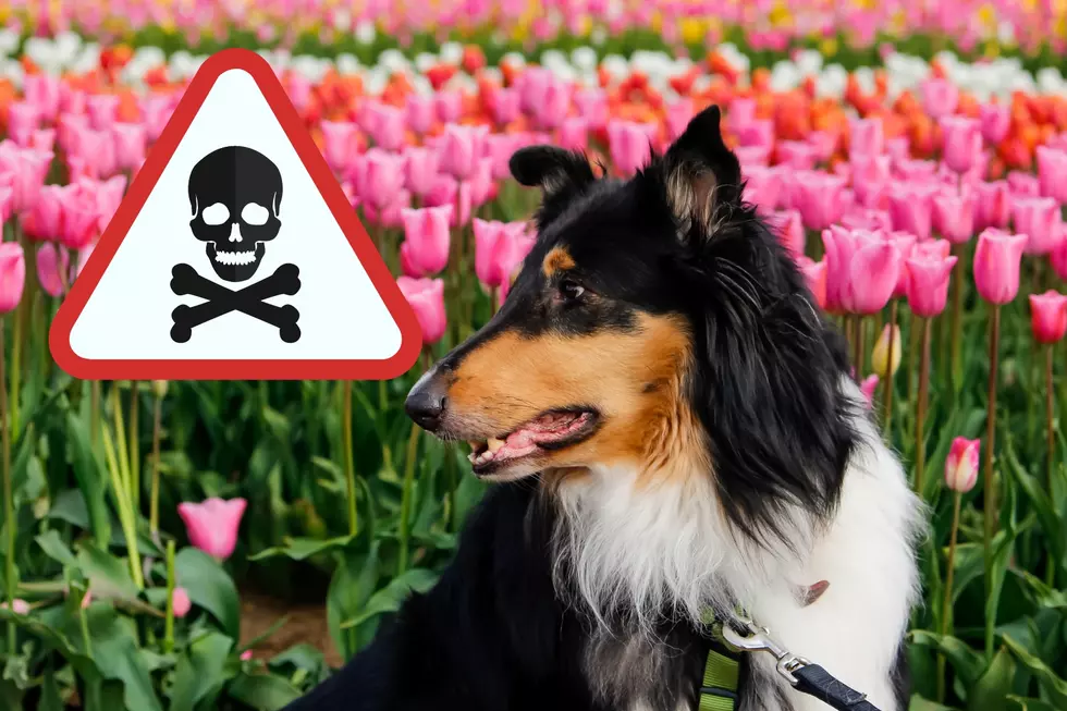 Pet Owners be Aware: These Popular Spring Flowers are Toxic to Pets
