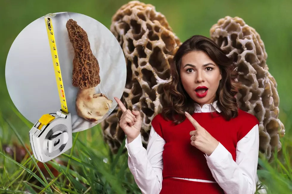 Massive Morel Mushroom Found in Southern Indiana is As Big as a 2-Liter