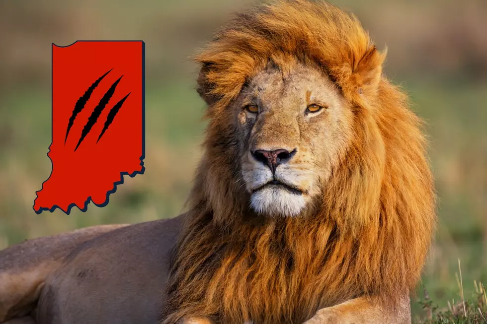 Roar! You Can Take a Look at Some BIG Cats in This Indiana City