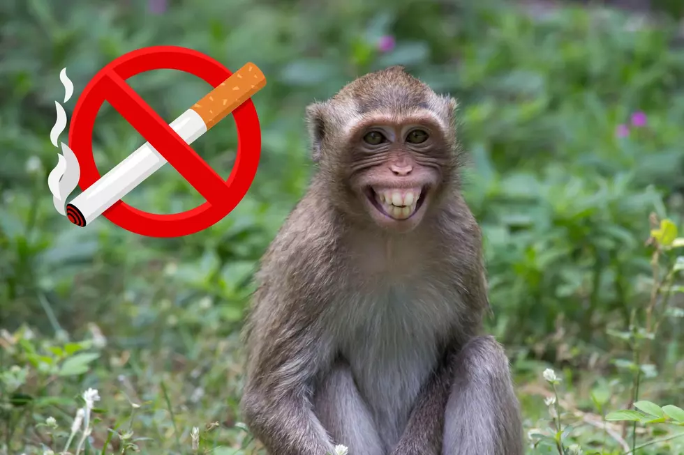 Why it’s Illegal to Force a Monkey to Smoke in this Indiana City?