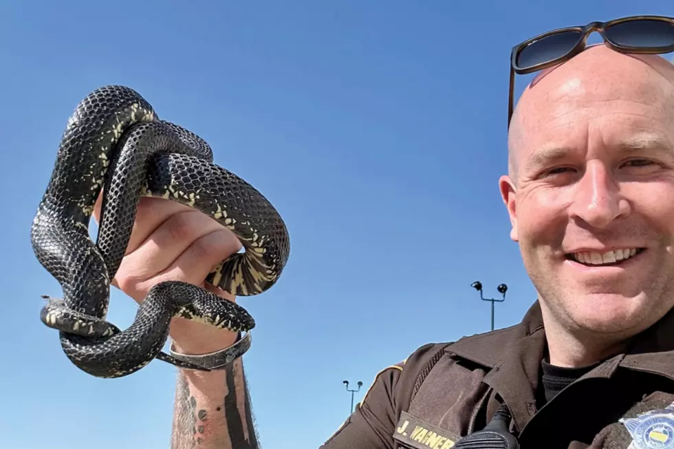 That a Snake? Vanderburgh County Sheriff's Deputy Saves the Day