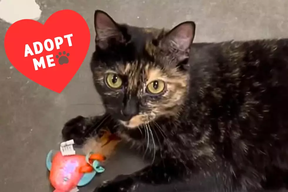 Sweet “Tortie” Beatrice Bean is Available for Adoption in Evansville