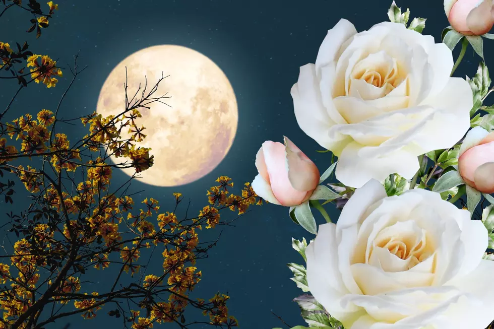 The Last Full Moon of Spring is May's Flower Moon  