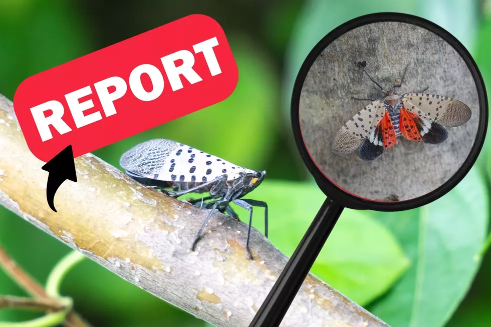 If You Spot This Insect Indiana DNR Wants You To Report it Immediately