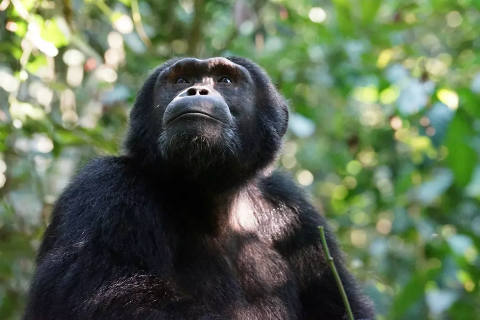 Indiana Zoo is Home to Biggest Chimpanzee Habitat in the U.S.