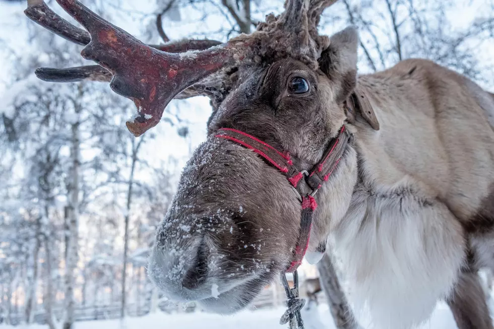 Christmas in Jul…May! You Can Meet Real Live Reindeer in Kentucky