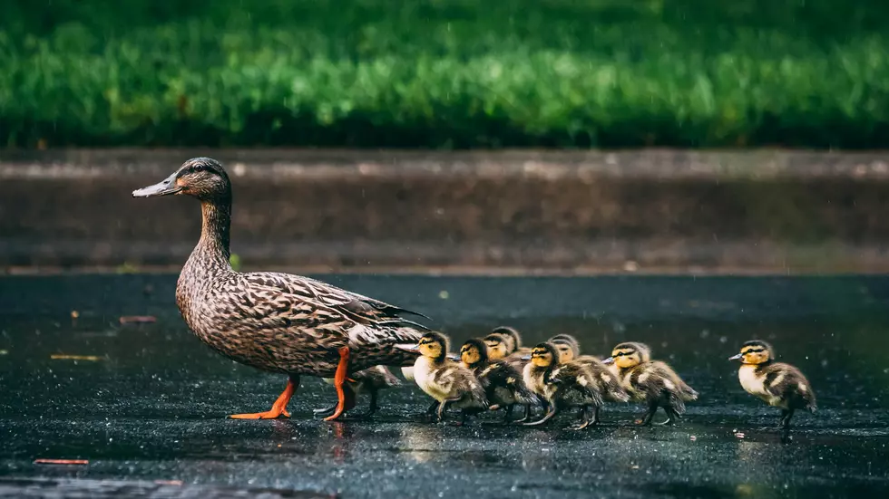 Indiana Elementary School Delighted by Mama Duck’s Parade With Ducklings