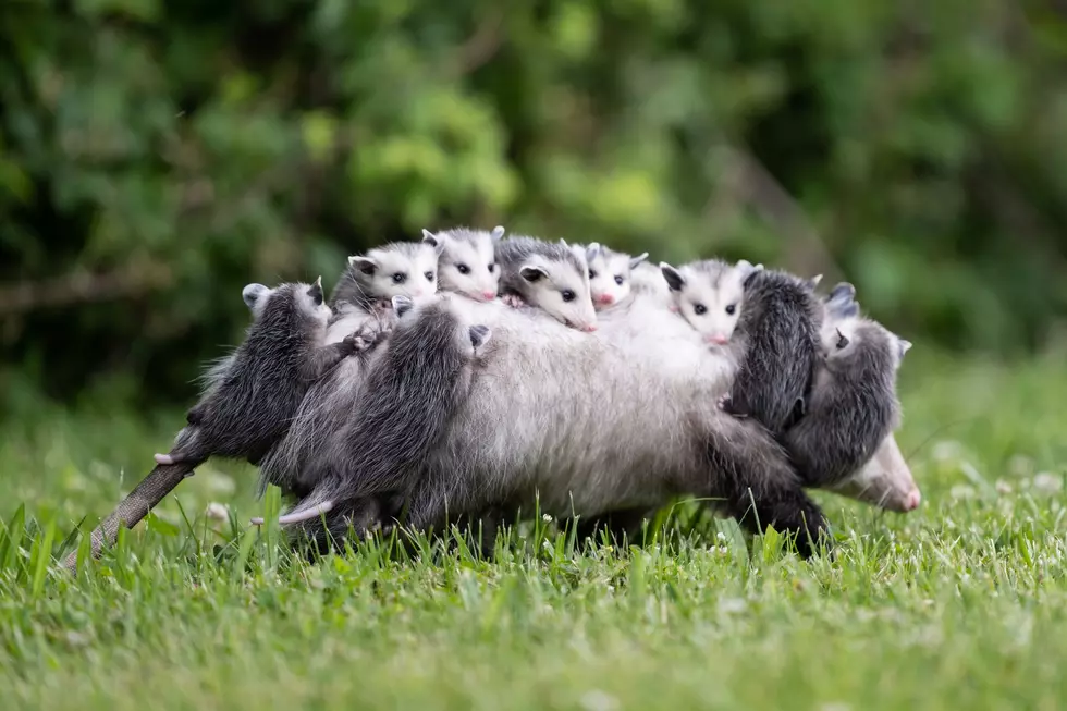 Adorable Photos of Indiana Opossum and Her Babies Proves Motherhood is Universal