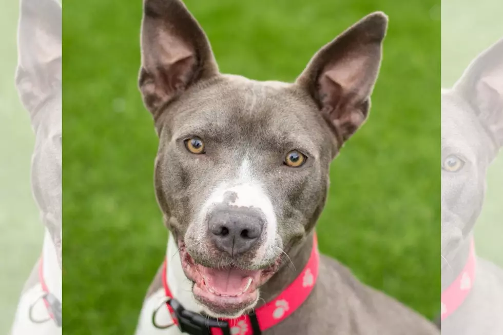 Azora is a Sweet Natured Girl who Loves to Play and She’s Looking for Her Forever Home