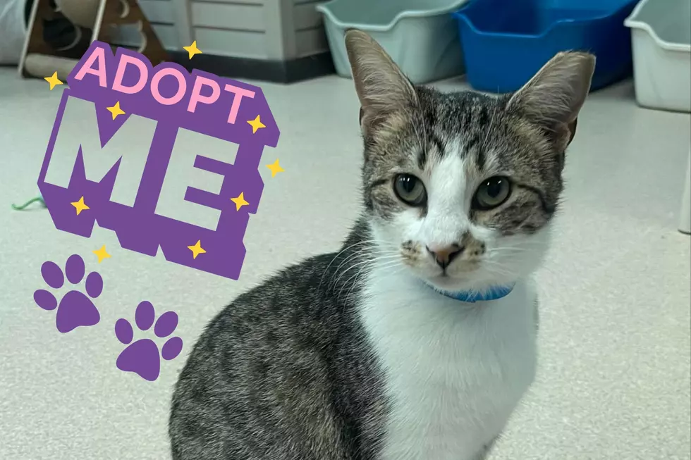 One Year Old CarPURRnicus is Ready to Find his Forever Home