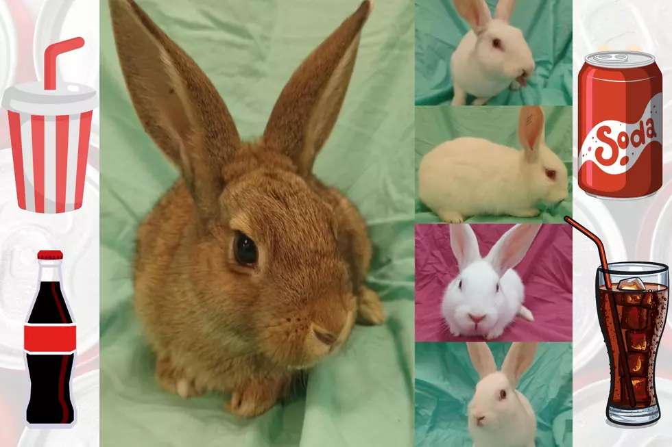 Evansville Shelter Looking for Homes for Soda Pop Bunnies