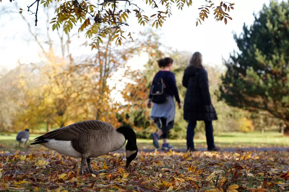 Beautiful autumn colours are seen across the Royal Botanical Gardens