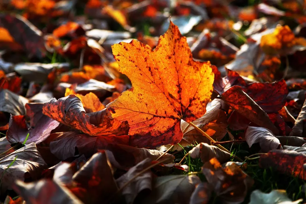 Autumn Colours Arrive in the UK