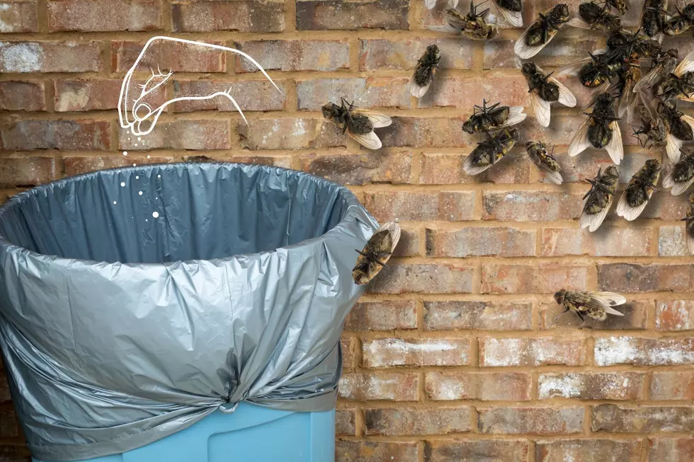 Sprinkle This in Your Trash Can to Deter Flies & Maggots for Good