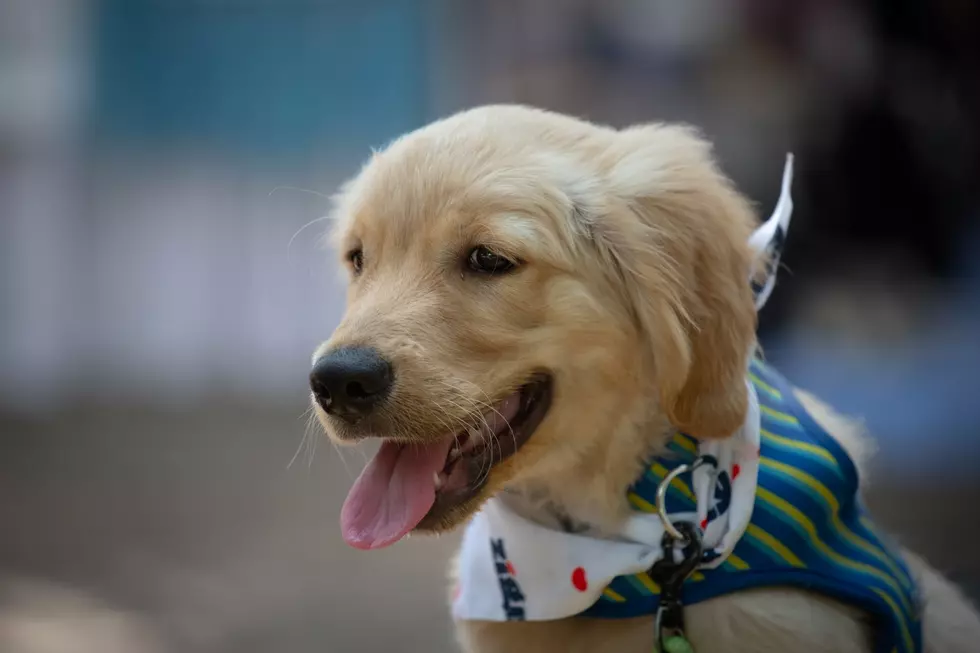 Pet Fiesta Draws Animal Lovers From Across Country To Bangalore