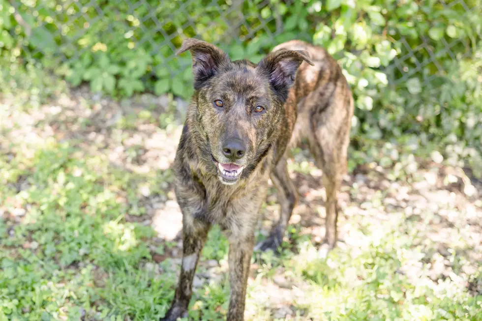 Meet Brittany! The Warrick Humane Society Pet of the Week