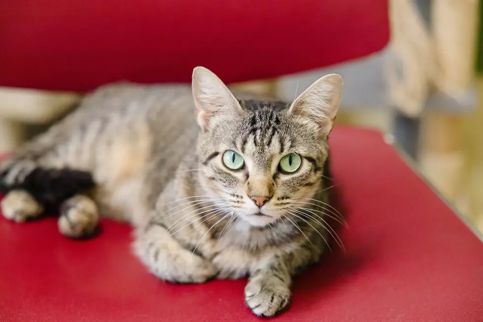 Meet Nora! The Warrick Humane Society Pet of the Week