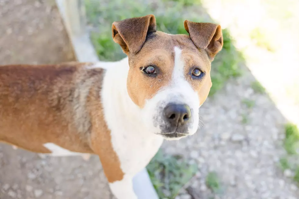 Meet Nose Marie! The Warrick Humane Society Pet of the Week