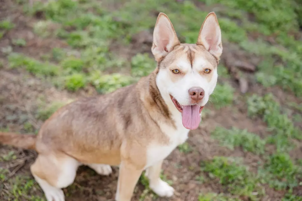 Meet Selena! The Warrick Humane Society Pet of the Week