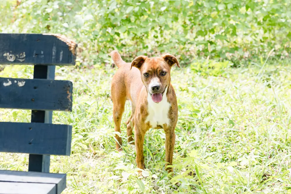Say Cheese! The Warrick Humane Society Pet of the Week