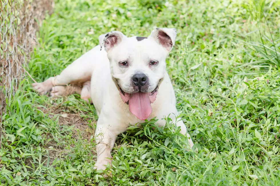 Meet Flounder! The Warrick Humane Society Pet of the Week