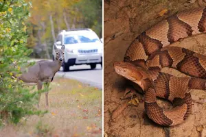 The Most Dangerous Animal in Indiana
