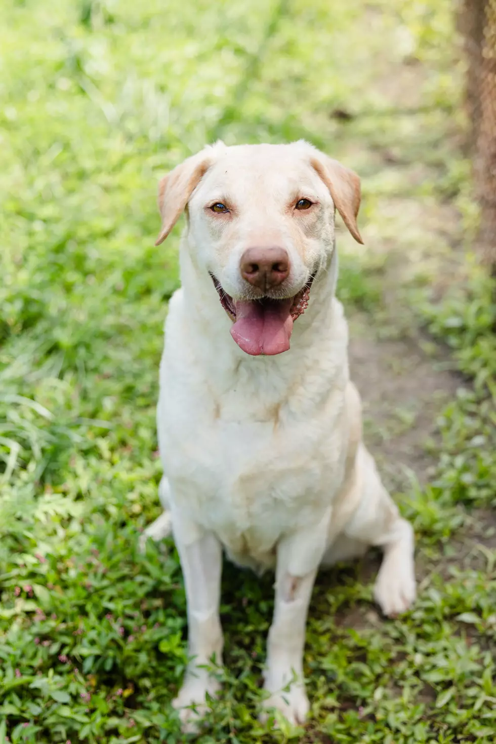 Vivian is the Warrick Humane Society Pet of the Week