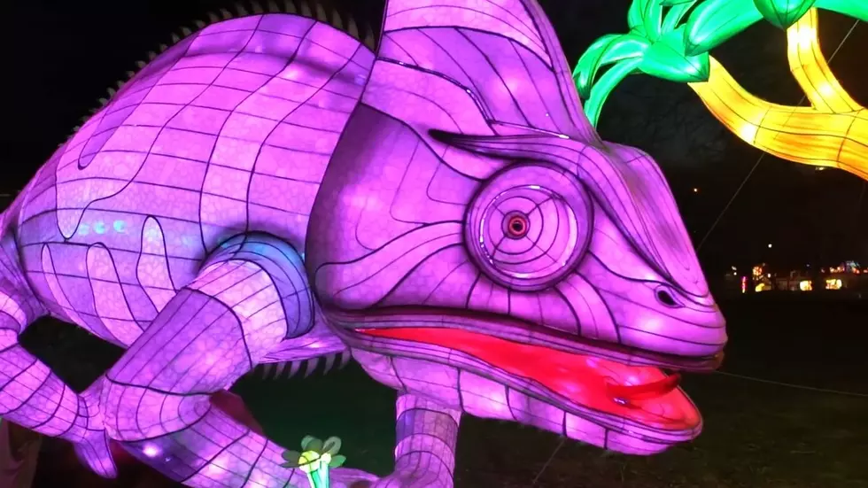 Win Tickets to Wild Summer Lights at Mesker Park Zoo