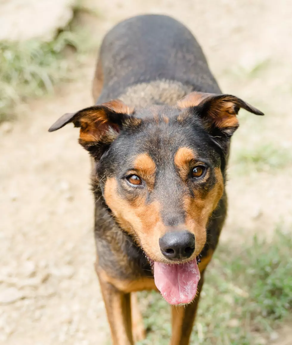 June Carter Cash Would Adopt This WHS Pet of the Week