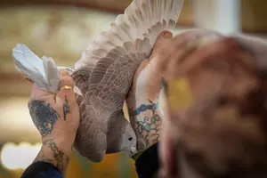 Pigeon Racing is Real and Evansville Has a Club for Fanciers