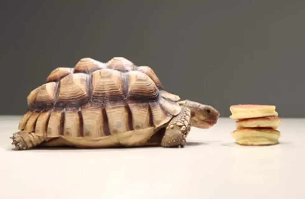 VIRAL: Watch Tiny Turtles Eating Tiny Pancakes! [VIDEO]