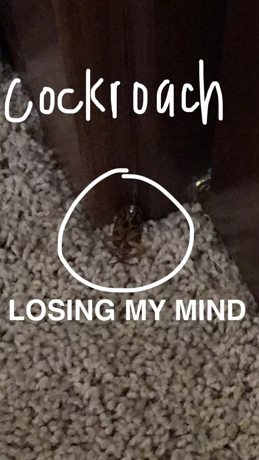 Apartment Infestation: Cockroaches &#8211; How do you deal?