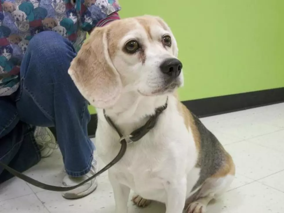 5 Senior Dogs Looking for Their Fur-ever Home in the QC
