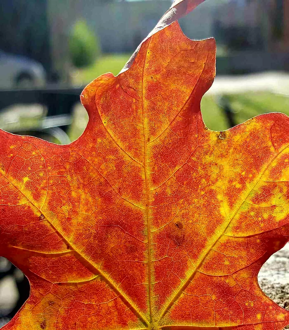 Rock Island Extends Free Leaf Collection