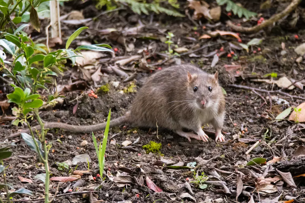 QCA Town Trying To Fight Rat Infestation
