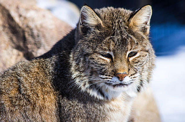 Bobcat And Cubs Spotted In Louisa County