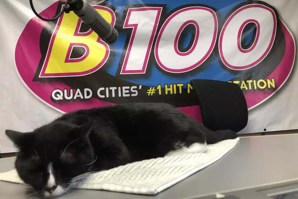 Introducing: B100's Pet of the Week
