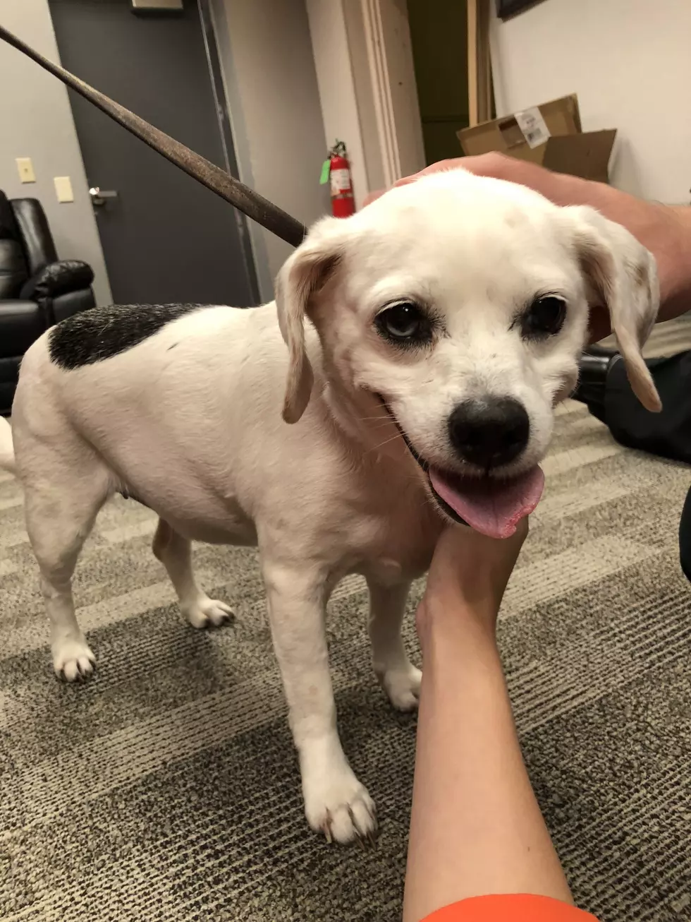 KIIK's Pet of the Week: Adopt Rosie The Dog