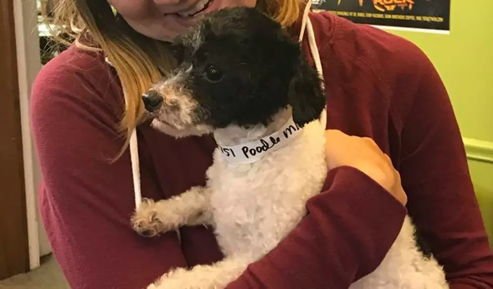 B100's Pet of the Week: Adopt Ace The Toy Poodle!