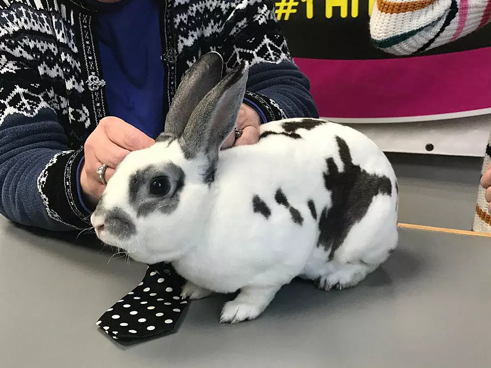 B100's Pet of the Week: Adopt Fergus the Rabbit